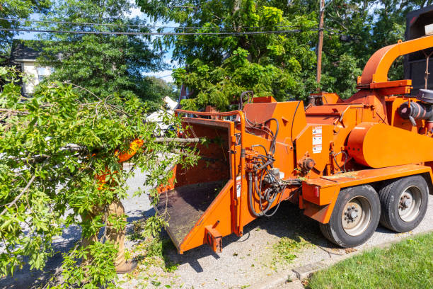 Best Dead Tree Removal  in Winter Springs, FL